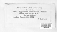 Hypholoma lateritium image